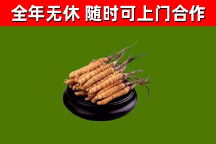 宁德回收冬虫夏草