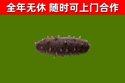 宁德回收海参干